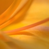 Charm of the stamen