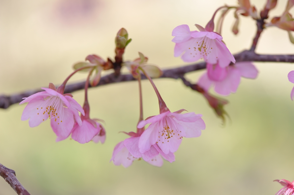 ‘Kawazu-zakuraⅡ’