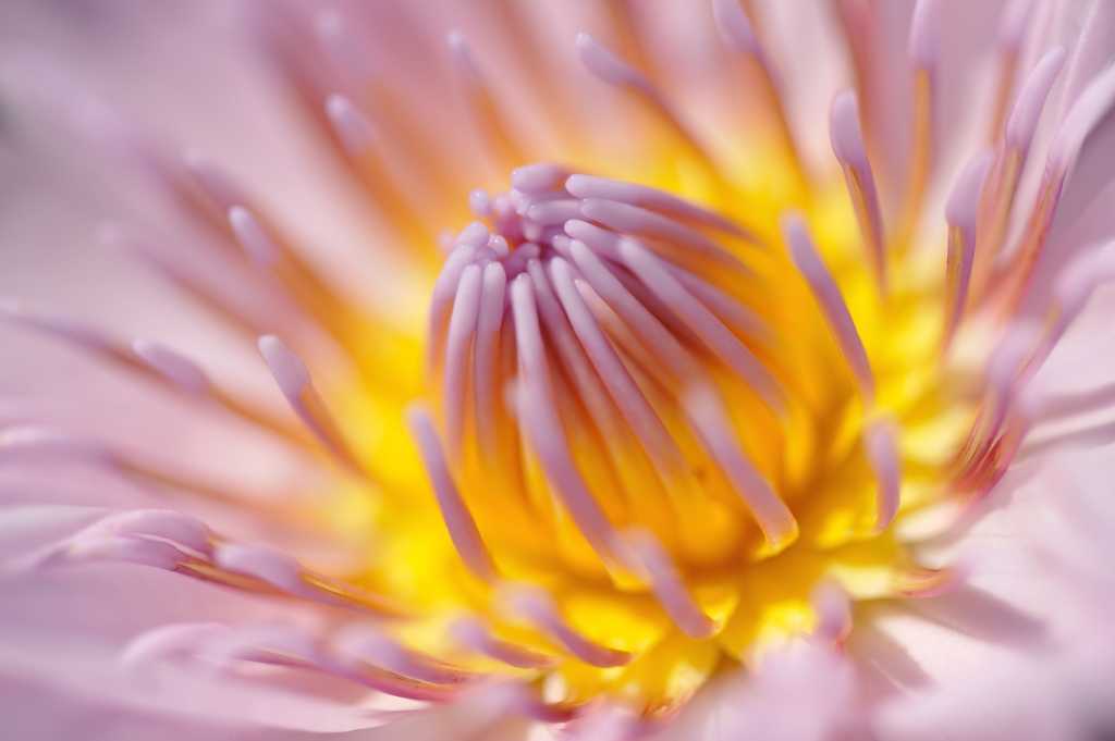 fascinate