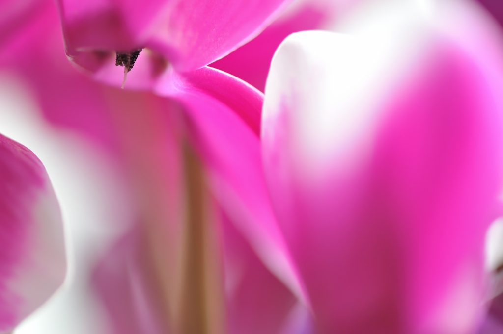 cyclamen