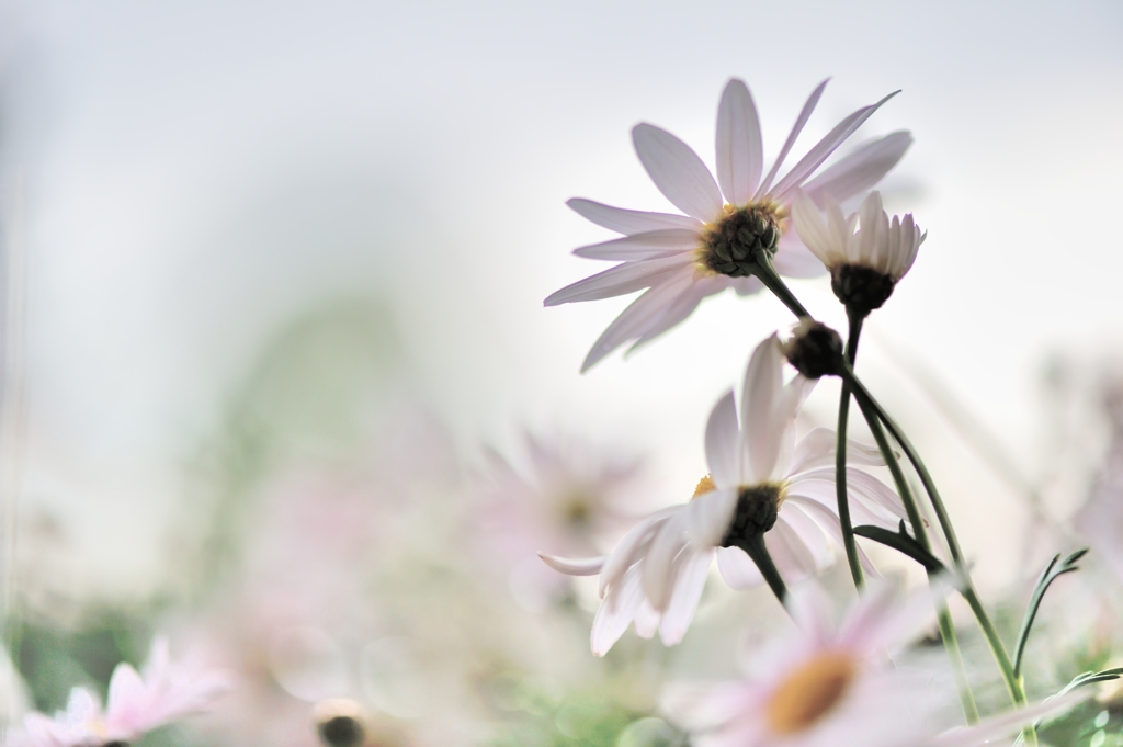 Marguerite