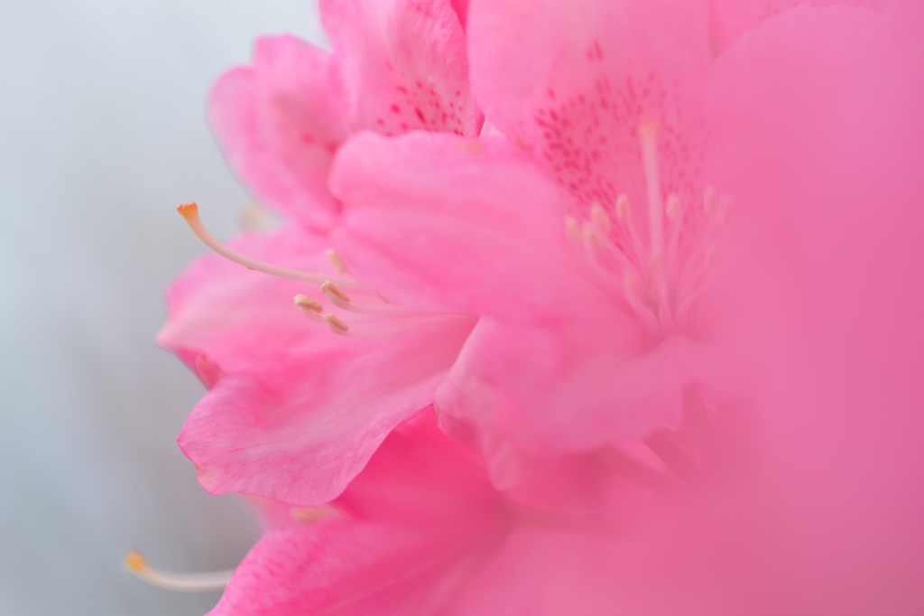 Smell