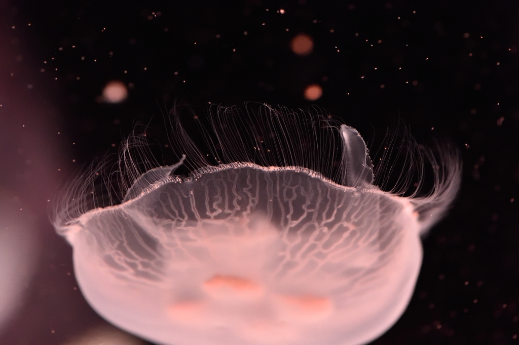 I wonder what this jellyfish is thinking