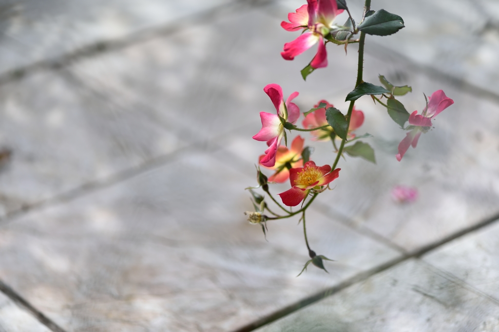 Vine rose