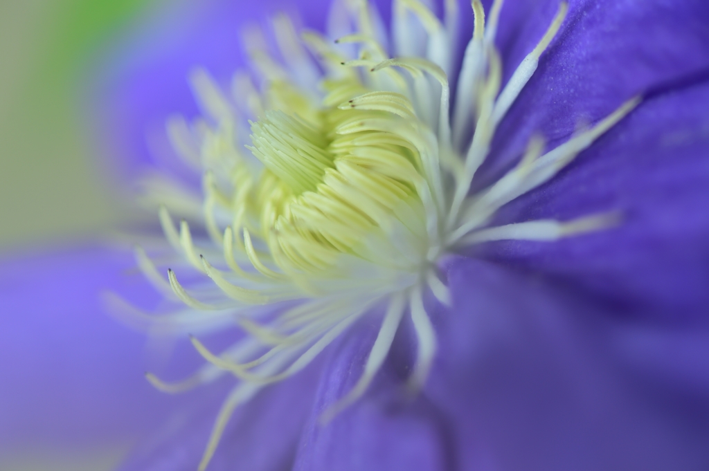 Spirit of beauty