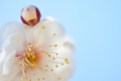 Plum blossom