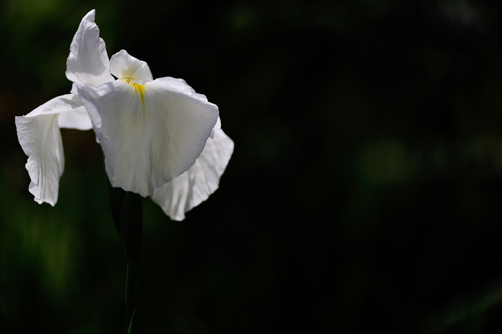 菖蒲舞