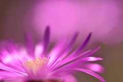 Radiate