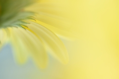 lemon yellow
