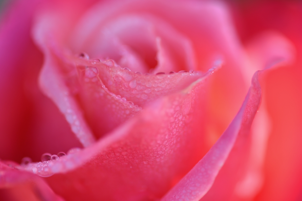 Love of flowers 
