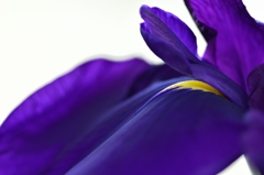Deep purple