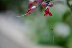 Spider Silk