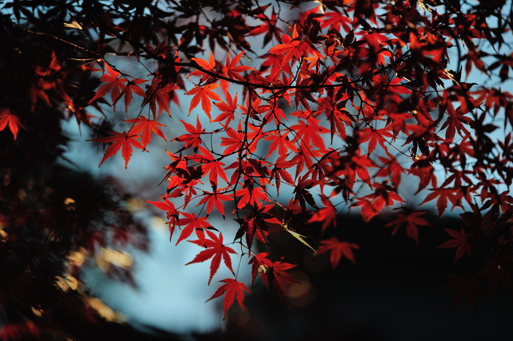紅Ⅱ