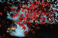 紅Ⅱ