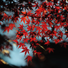 紅Ⅱ