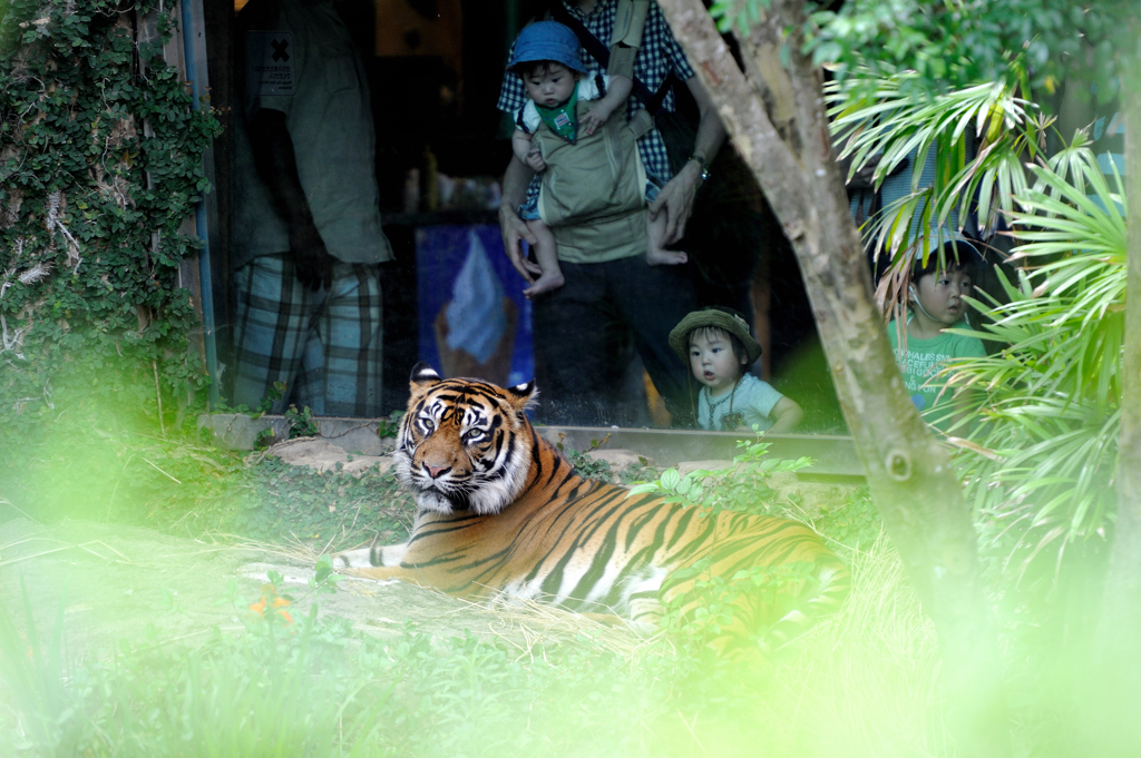 Sumatran Tiger