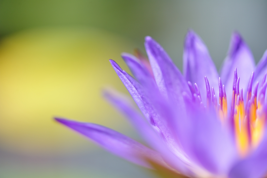pistil