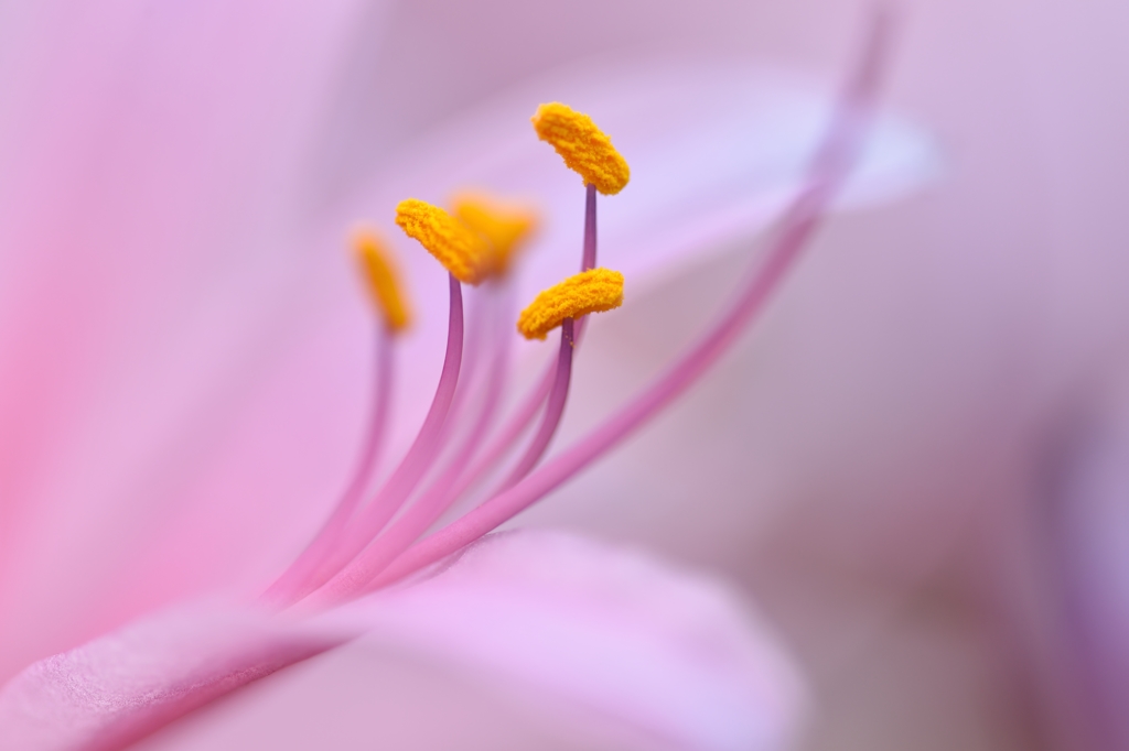 Charm of the stamen 