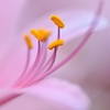 Charm of the stamen 