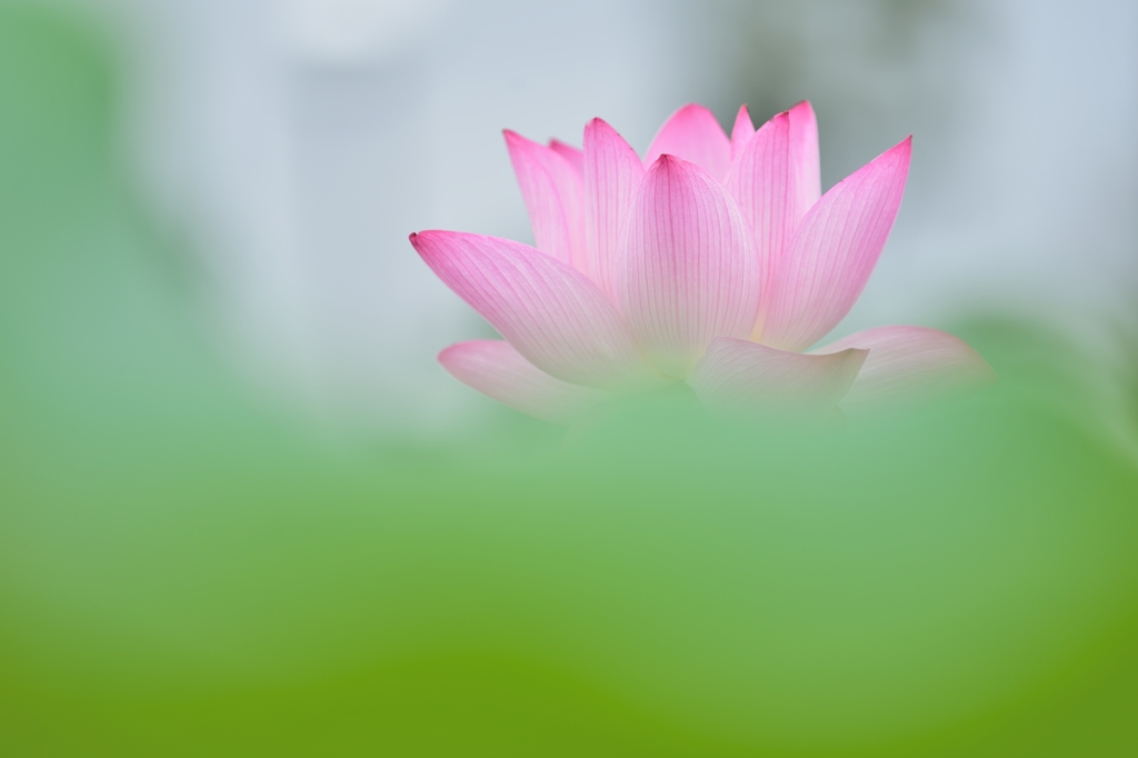 FLOATING FLOWER 