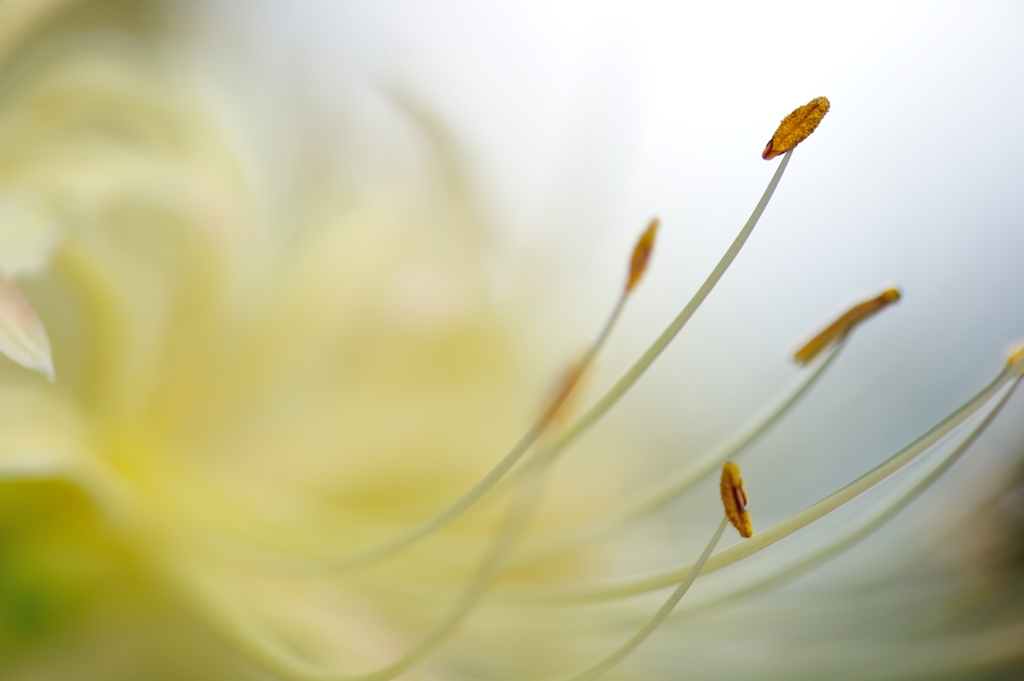 lily