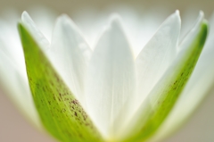 Egyptian White Water Lily