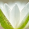 Egyptian White Water Lily