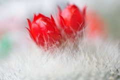 warmth