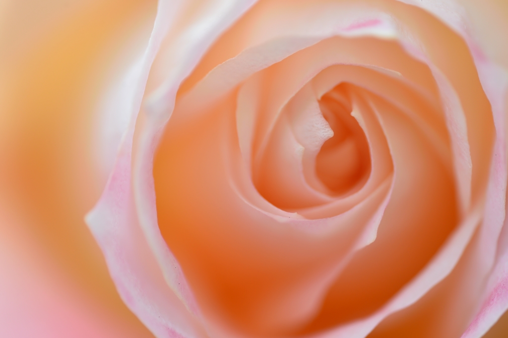 Sweet perfume