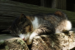 眠り猫