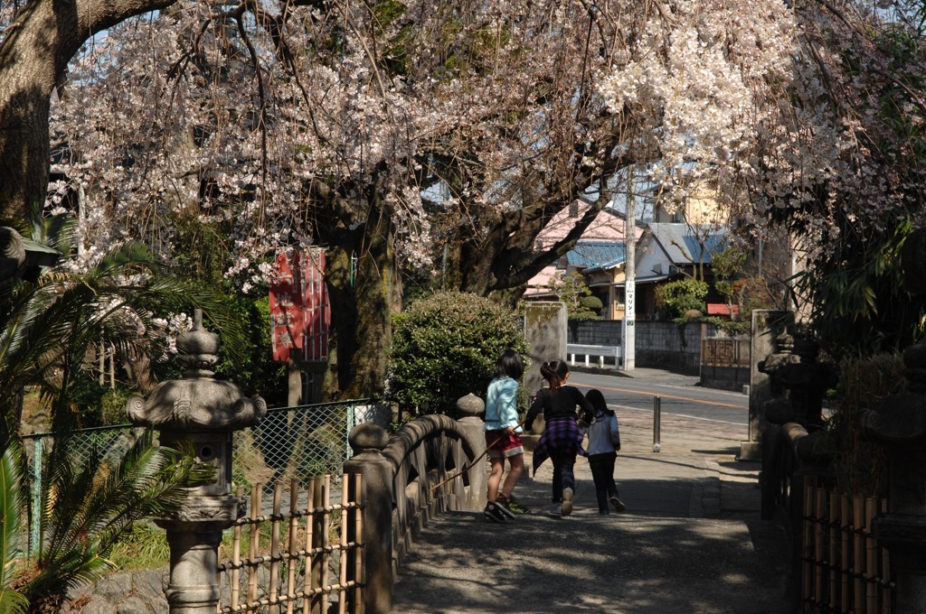 木漏れ日の情景