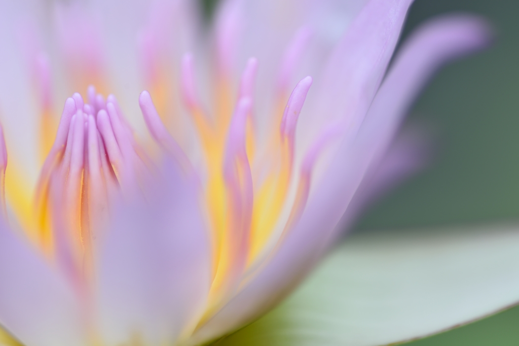 purity of heart