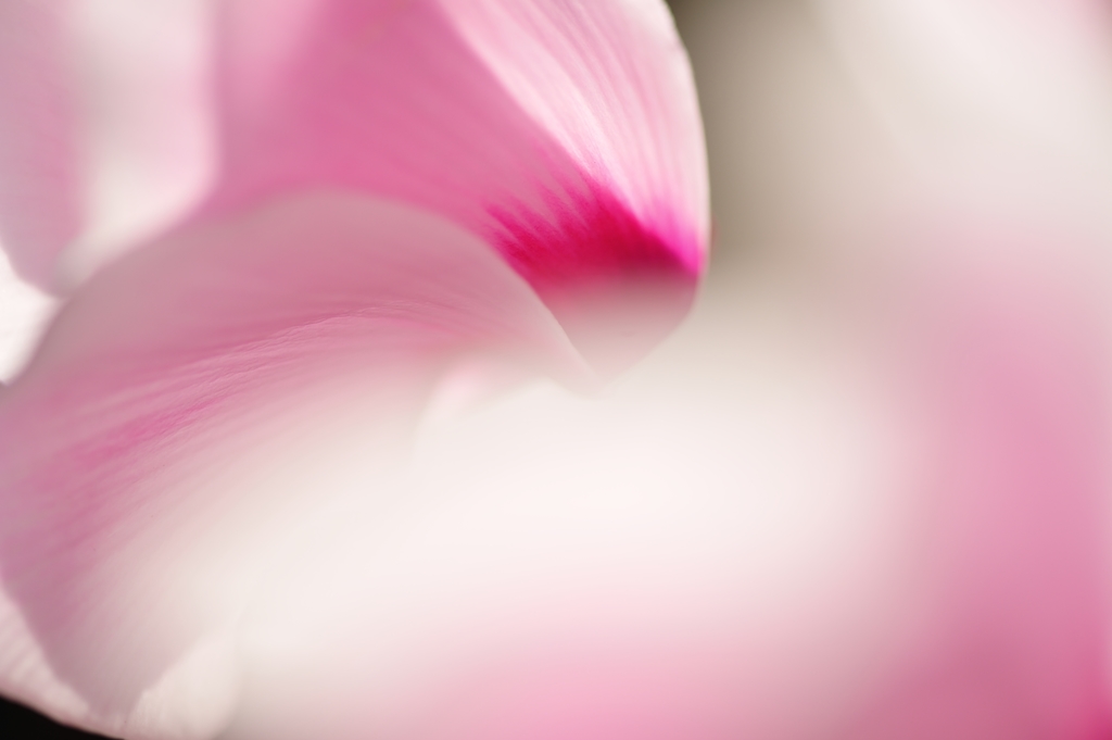 Shyness