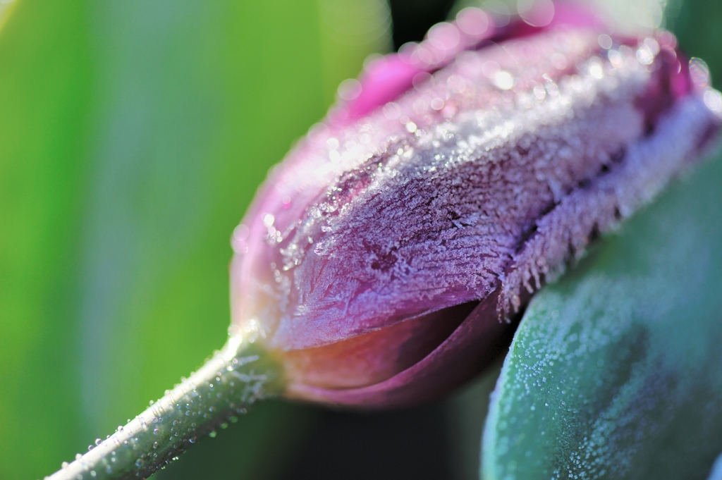 ice tulip Ⅱ