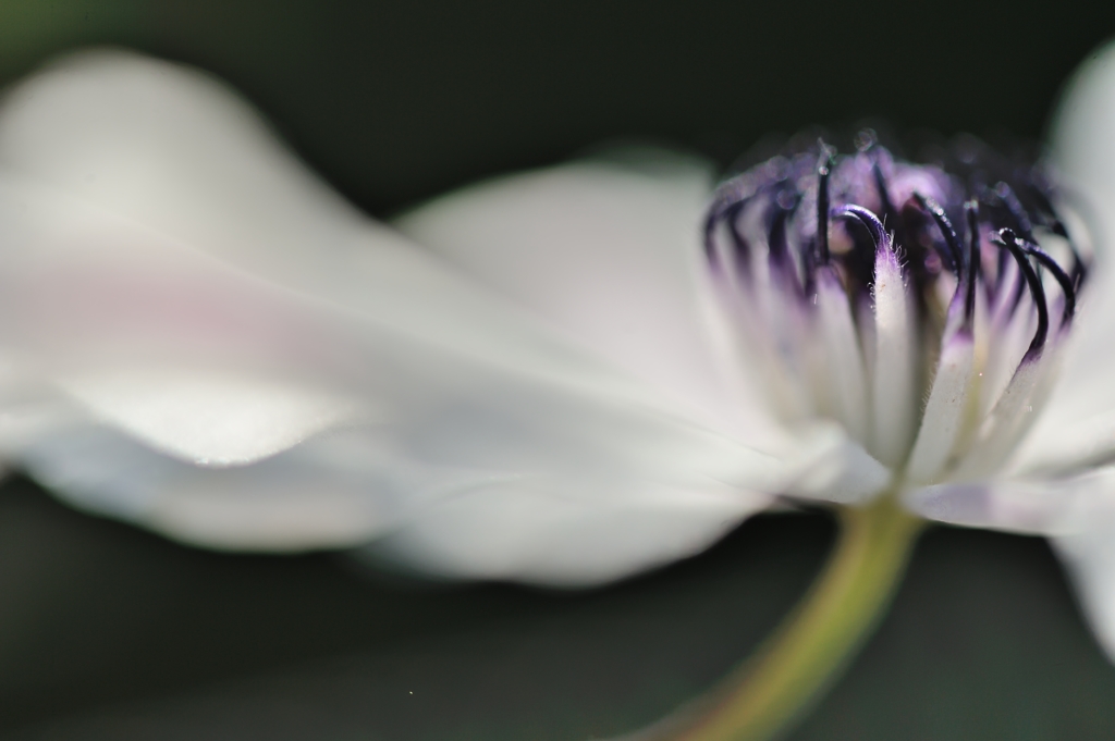 Clematis 