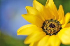 yellow flowers