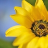 yellow flowers