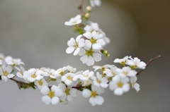 Spiraea thunbergii