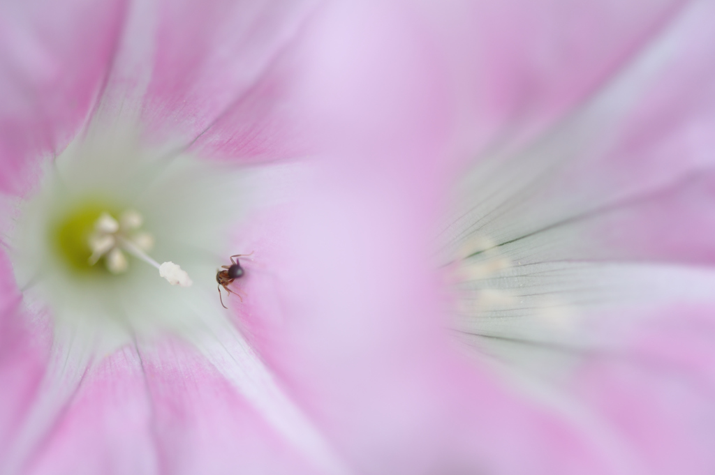 分身
