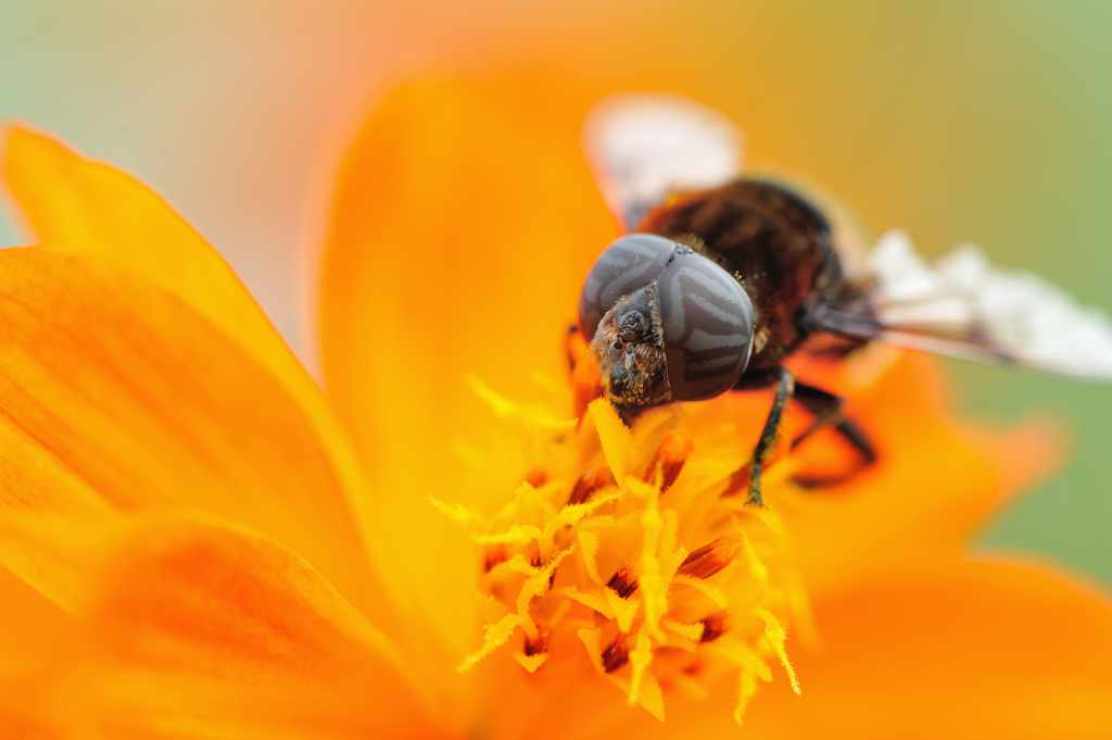 仮面Ｂｅｅ