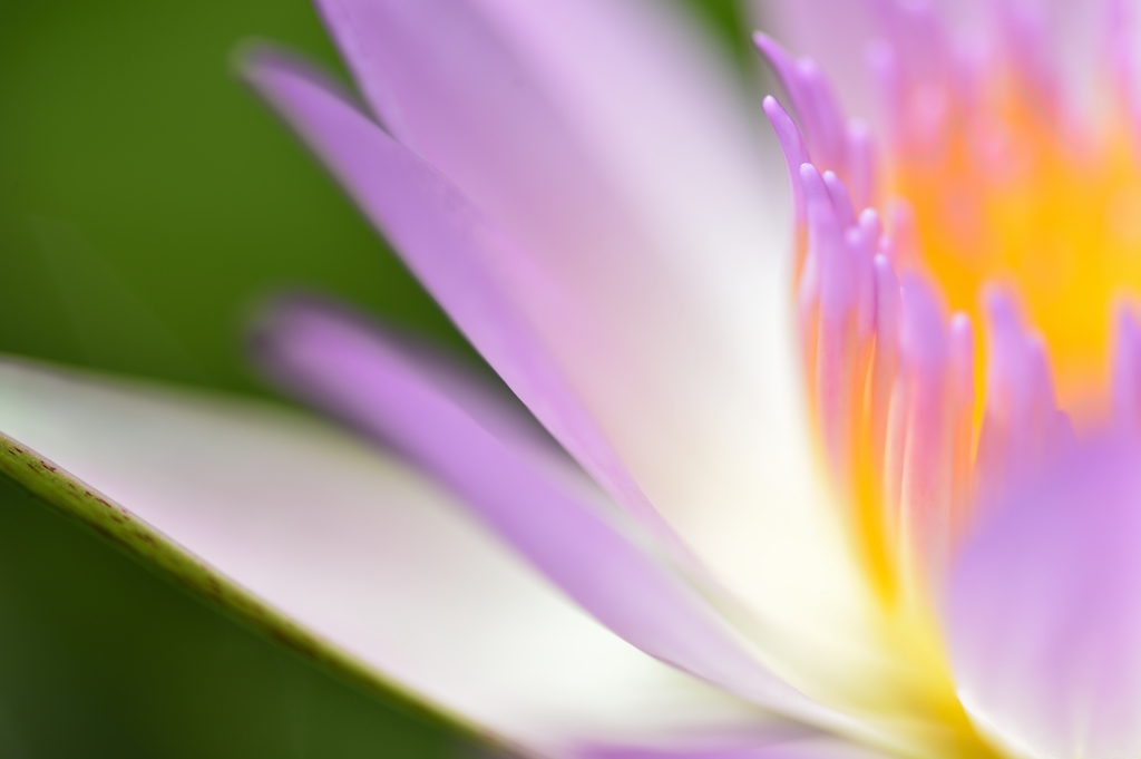colour