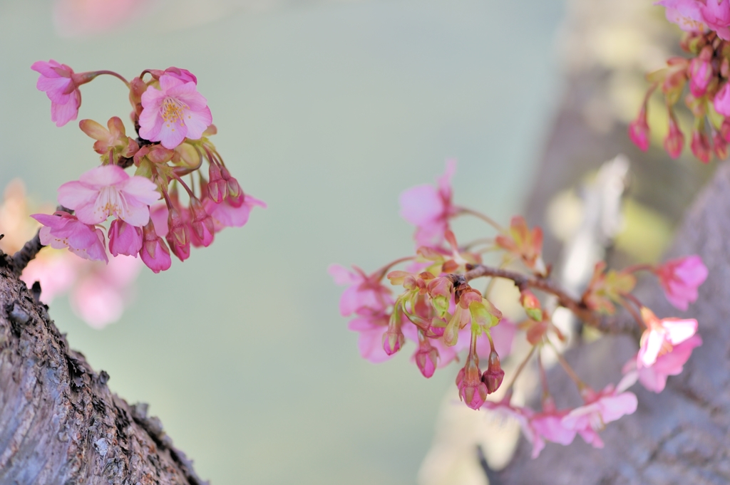 ‘Kawazu-zakuraⅢ’