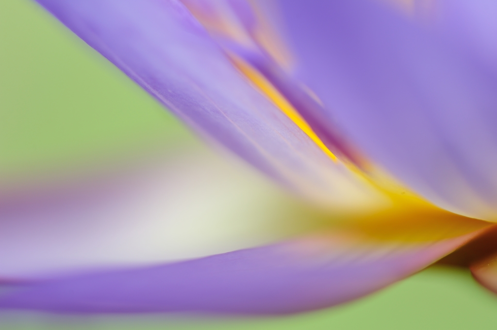 petal