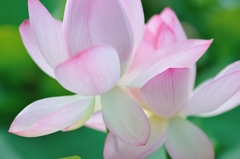LotusⅤ