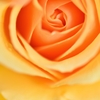 Beauty of form