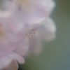 胴吹桜