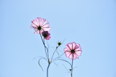 like a flowe