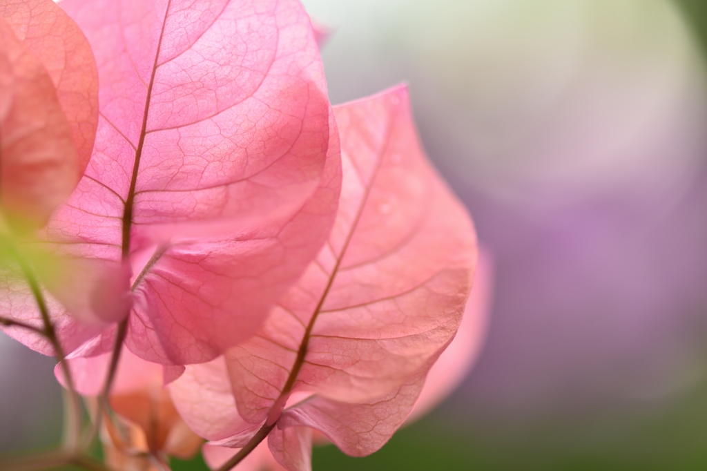 Bougainvillea