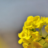 菜の花