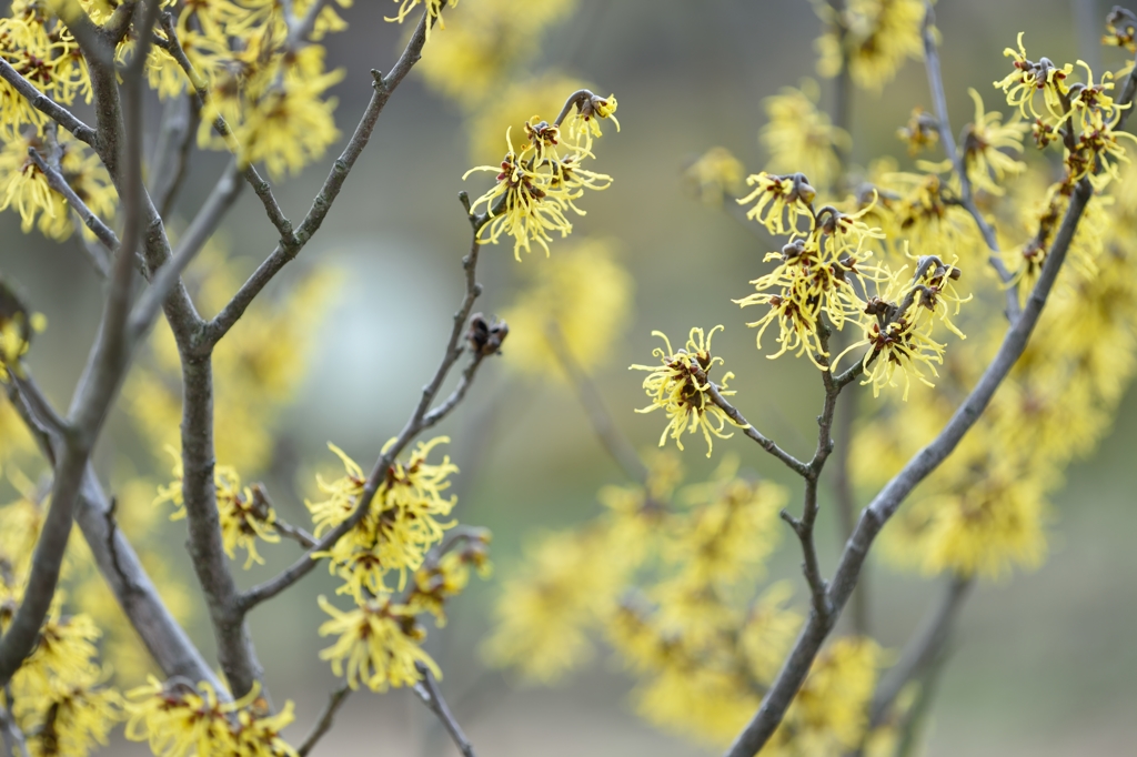 Witch hazel  